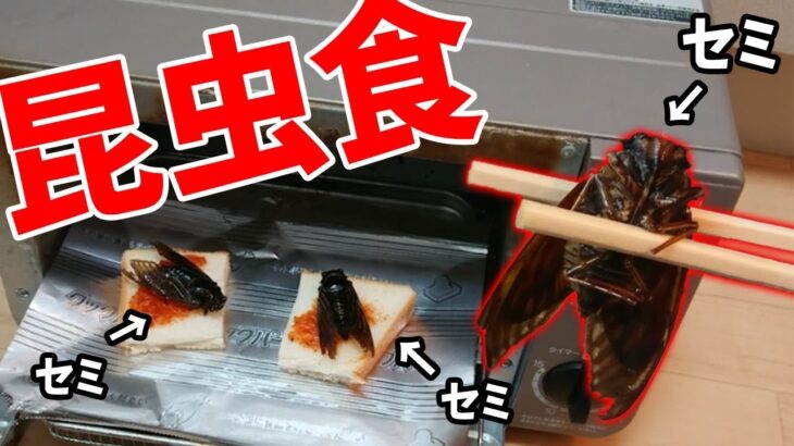 無名参加キッズから捕まえたセミを食べる昆虫食のヤバい動画がきた – マインクラフト【KUN】