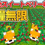 【マイクラ統合版】食料無限！超簡単な全自動スイートベリー収穫機の作り方【PE/PS4/Switch/Xbox/Win10】ver1.16