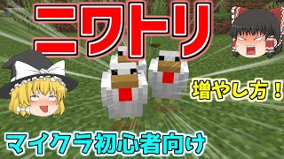 【マインクラフト】「ニワトリ」の増やし方【マイクラ初心者講座】