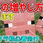 【マインクラフト】「ブタ」の増やし方【マイクラ初心者講座】