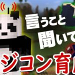 【マインクラフト】右だ！左だ！壊れたラジコンつちのこさん【マイクラ呪術廻戦MODサバイバル #8】