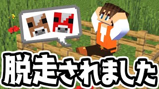 幻のムーシュルームが脱走しました…2色とも見つけられるか!?マイクラ実況Part462【マインクラフト】