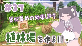 【マイクラ】建築資材集めを効率化✨お洒落な植林場づくりをしていくよ～🍃くるみのマイクラ実況 #37【マインクラフト/Minecraft/建築/サバイバル拠点/植林場の作り方】