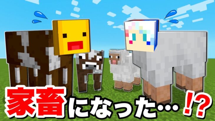 【幸せな家畜生活…だった…⁉️】マイクラでヒツジとウシとウマとして生きるサバイバル生活は大変だった😱恐怖の村人が居る農場から脱獄しようとした結果！？【まいくら マインクラフト】ぽっぴんず