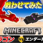 【マイクラ】ドラゴンを育てればエンダードラゴン倒せるんじゃね