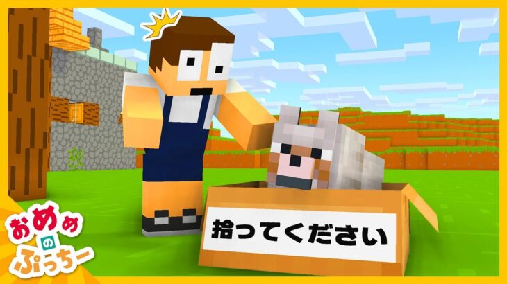 【アニメ】赤ちゃんオオカミを拾ったらと大変なことになった！？【おめめのぷっちー】【マイクラアニメ】