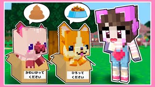 捨てられたペットを拾ってお世話した結果🐶🐱【マイクラ / マインクラフト / Minecraft】【たまちゃん】