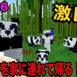 【ルコクラ】Part-6パンダを家に連れて帰ろうとしたらアクシデント発生！！！【マイクラ】【Minecraft】【マインクラフト】