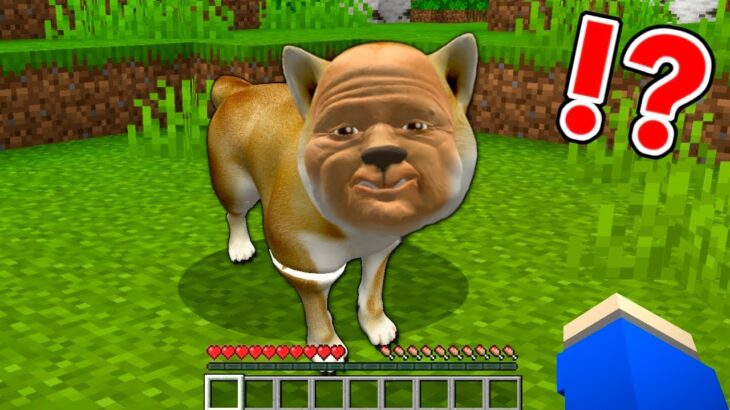 マイクラで超怖い人面犬が襲ってきた⁉️🐶都市伝説の化け物を飼ってみた結果…⁉️【マインクラフト】ぽっぴんず