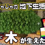 【ゼロからマイクラ】地下生活で初めての木が生えた！じゃじゃ友サーバー