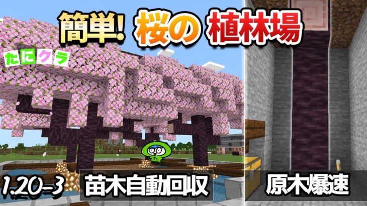 【1.20】簡単すぎて効率のいい桜の植林場の作り方3種類！【たにクラ1.20アプデ編3】