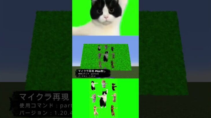【MOD無し】マイクラ 1.20.4で猫ミーム「中国ダンス」再現してみた！#minecraft #猫ミーム #猫マニ
