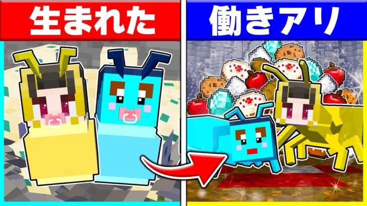 働きアリに生まれた子ども達が生まれてから死ぬまで✨【まいくら/マインクラフト】