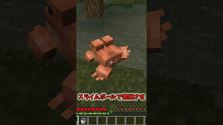 【マイクラ】未プレイ以外で知らない人いる？カエルの話だよ #minecraft #マイクラ #マインクラフト