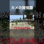 かめの謝罪動画 #マイクラ #まいぜん #キス