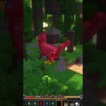 นกขนของใน mod mythic mounts ในเกม Minecraft#shorts#Minecraft #mod mythicmounts #mythicmounts#มายคราฟ