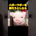 ハギーワギーを倒そうとしたら#マイクラ#ショート#ポピープレイタイム