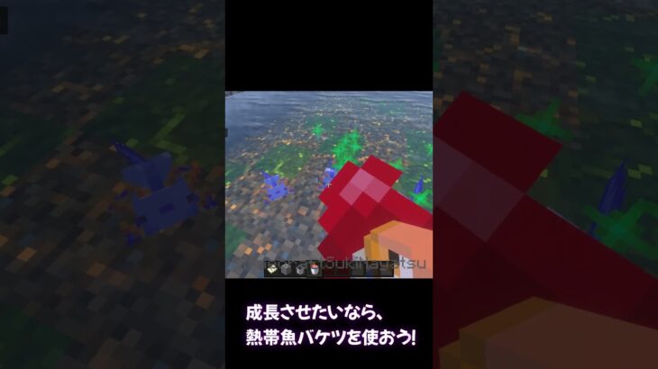 【Minecraft】Summon a Blue Axolotl with Commands! / コマンドで青ウーパールーパー召喚！ #shorts #axolotl #minecraft