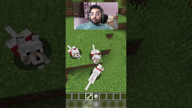 Dogs actually Sleep in Minecraft #minecraft