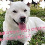 #ケイドロ鬼ごっこ#コマンドブロック#コマンド紹介#簡単#楽しい#リピートコマンドブロック#チェーンコマンドブロック#コマブロ#マイクラ#Minecraft#マインクラフト